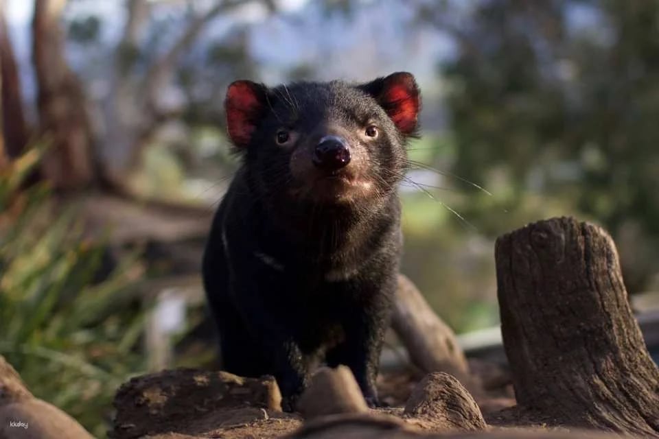 Bonorong Wildlife Sanctuary Day Pass - Tasmania