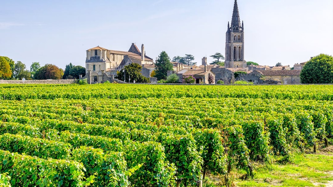 Vineyards in Saint-Emilion with church tower and village in the background.