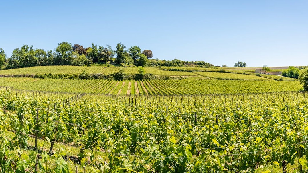 Vineyards in Saint-Emilion, France, with lush green vines under a clear blue sky.