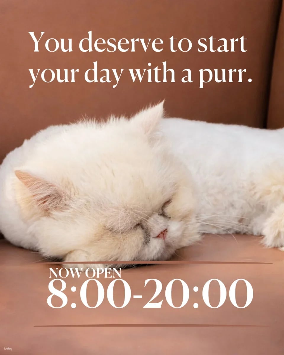 Breakfast with Cats in Bangkok Asok | Morning Cat Cafe Experience (08:00-12:00 noon)