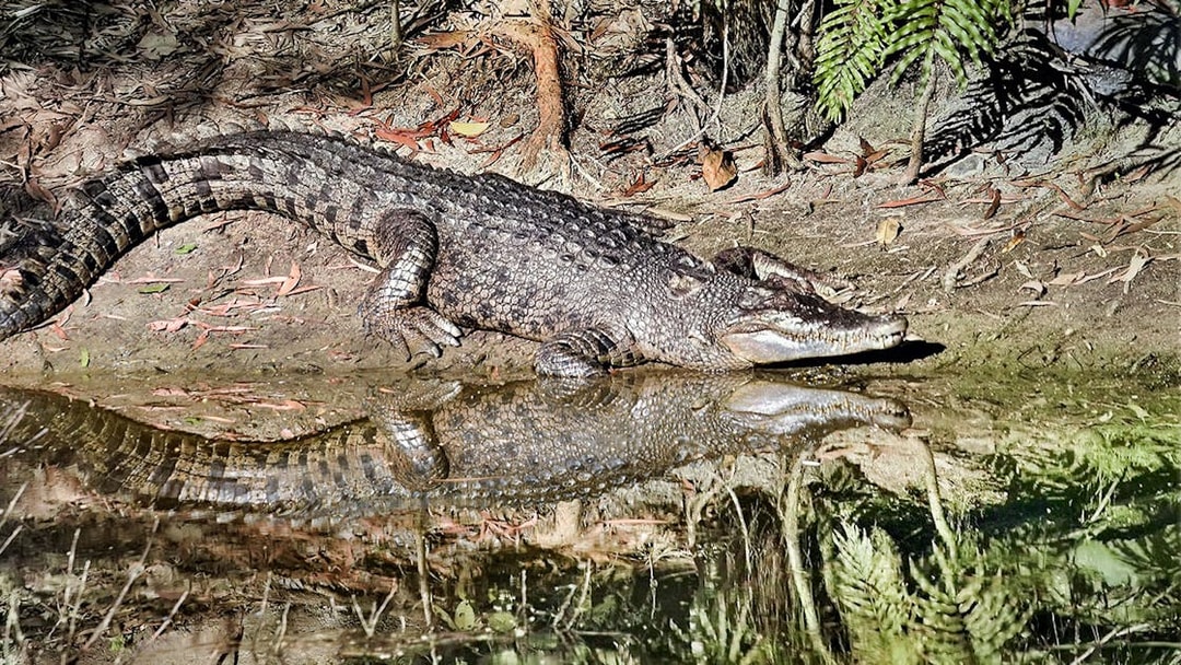 Crocodile resting by the water at Hartley's Crocodile Adventures, Australia.