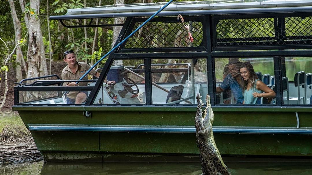 Tourists on a boat watch a crocodile jump for food at Hartley's Crocodile Adventures.
