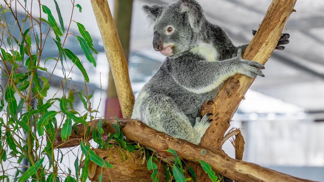Koala perched on a tree branch at Hartley's Crocodile Adventures.