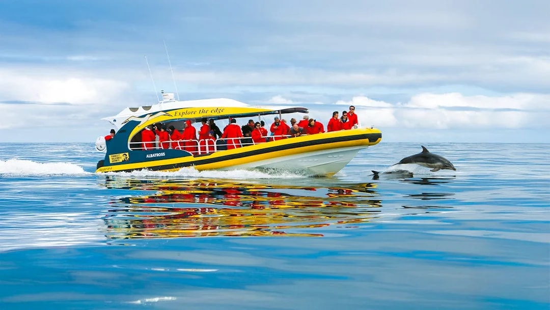 Tourists on Bruny Island Wilderness Cruise boat watching dolphins in the ocean.