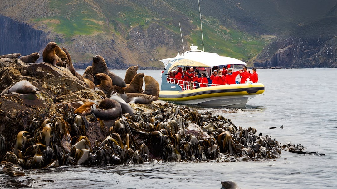 Bruny Island cruise boat near sea lions on rocky coastline, Tasmania.
