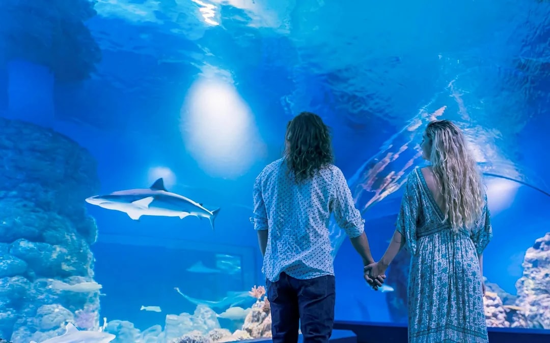 Cairns Aquarium by Twilight with Optional Dining Image 6