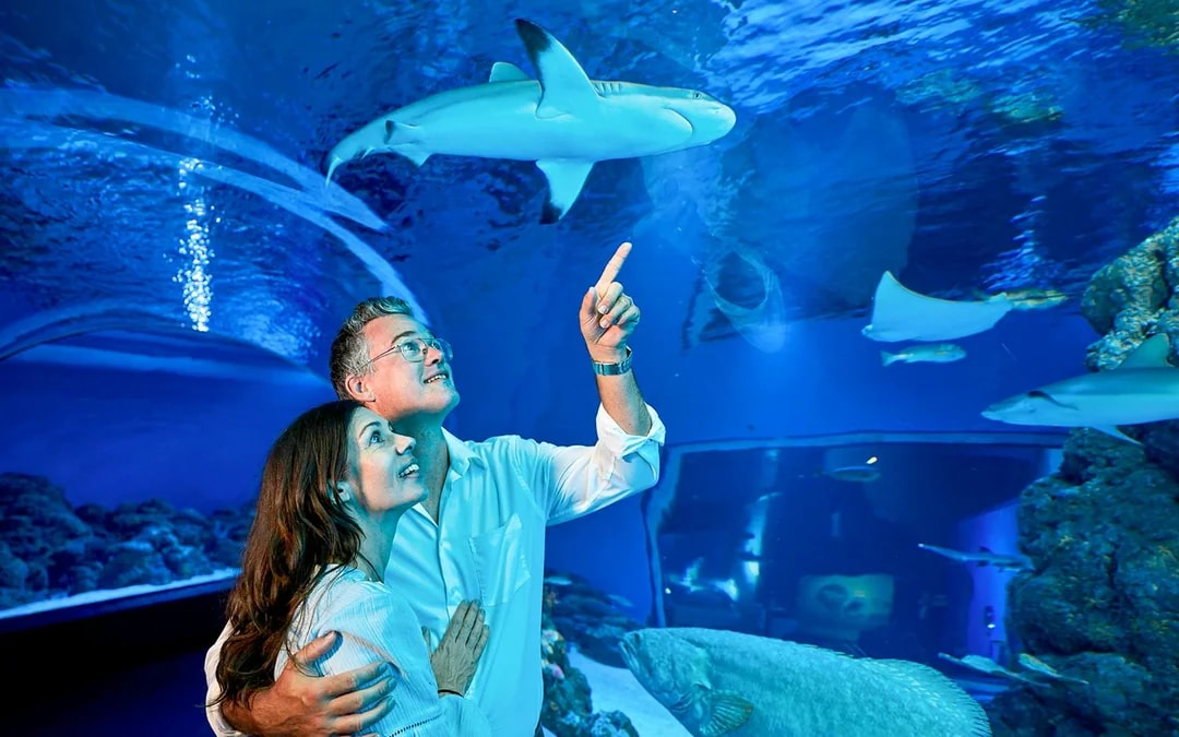Cairns Aquarium by Twilight with Optional Dining Image 1