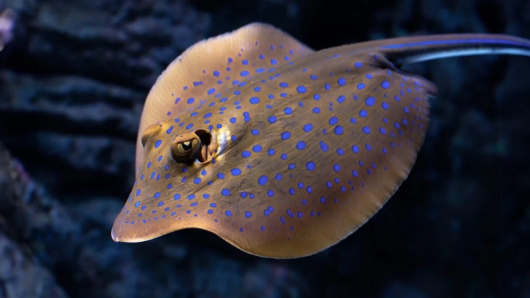 Stingray with blue spots at Cairns Aquarium Twilight tour.
