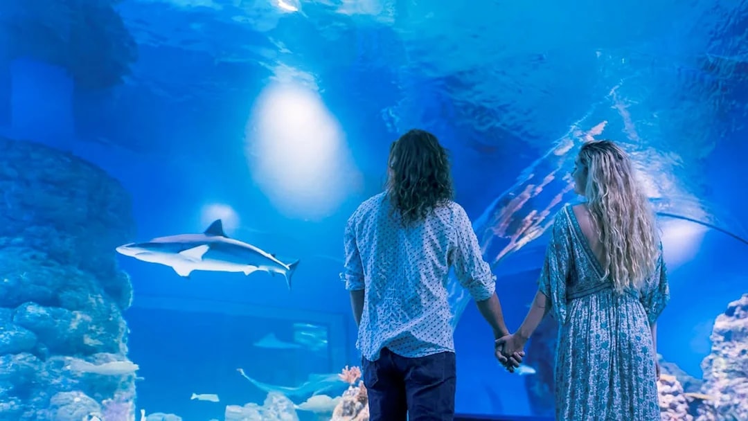 Guests holding hands while viewing a shark at Cairns Aquarium by Twilight.