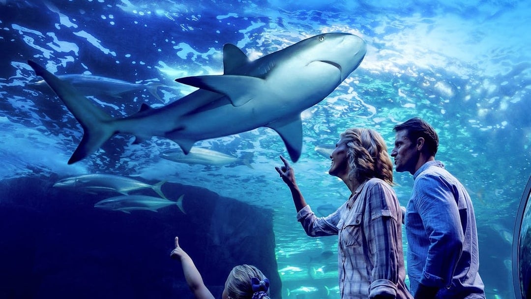 Family observing sharks during Night at the Aquarium tour.