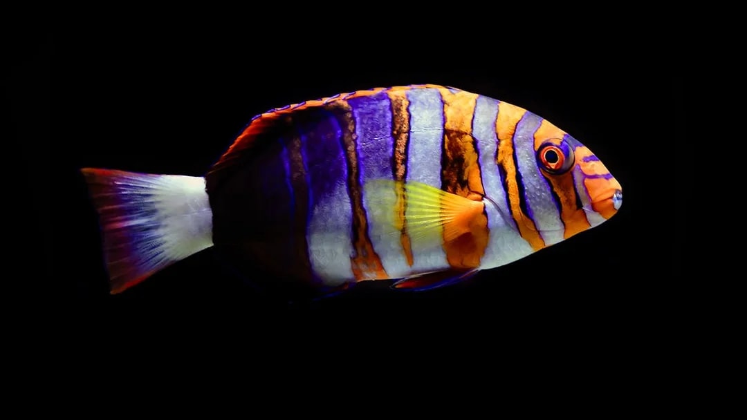 Colorful fish illuminated during Night at the Aquarium tour.