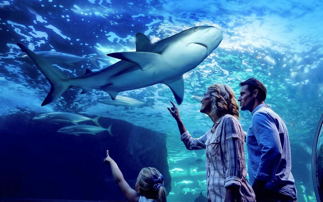 Cairns Aquarium Night Tour with Optional Dinner Image 1