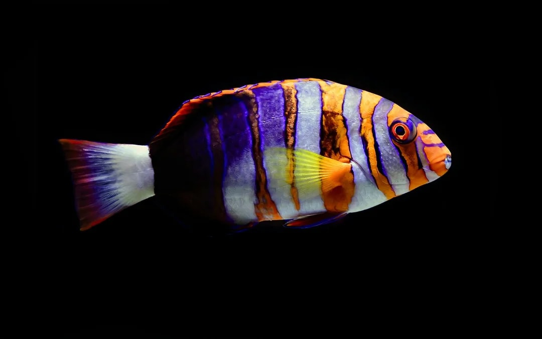 Cairns Aquarium Night Tour with Optional Dinner Image 2