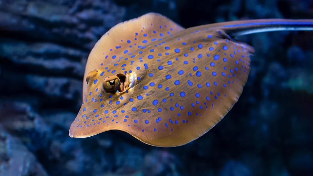Spotted stingray swimming in aquarium during nocturnal tour.