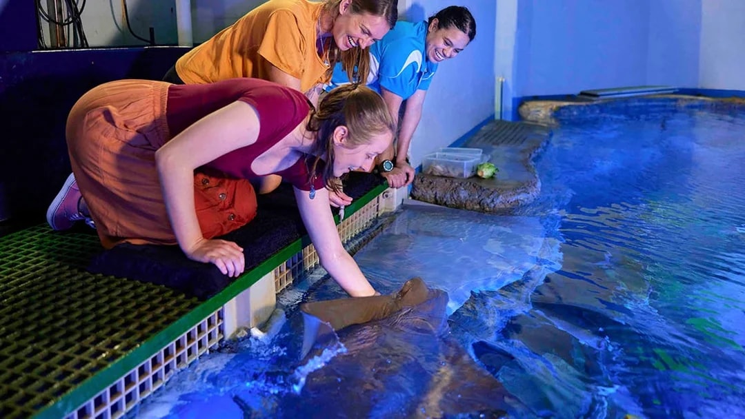 Visitors interacting with marine life at Cairns Aquarium Turtle Hospital.