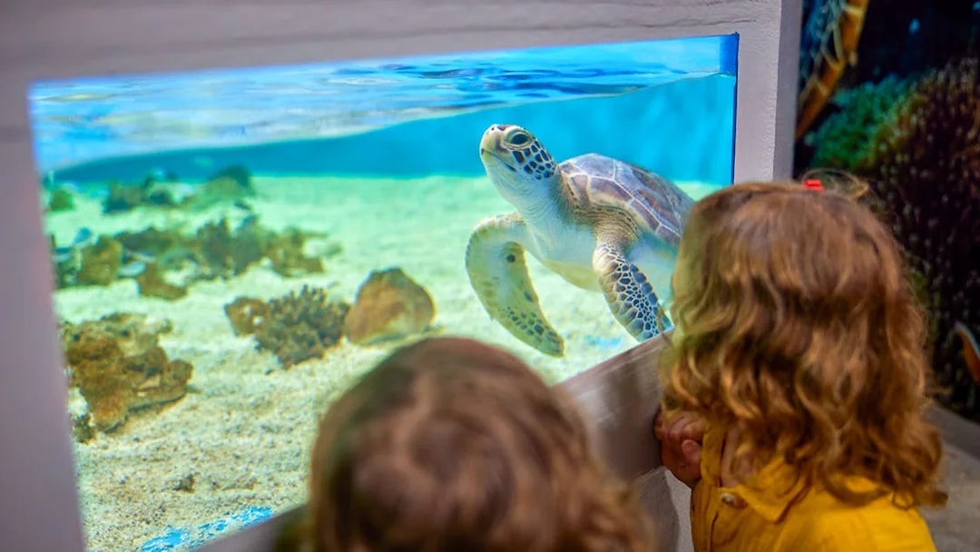 Children observing a sea turtle at Cairns Aquarium Turtle Hospital.