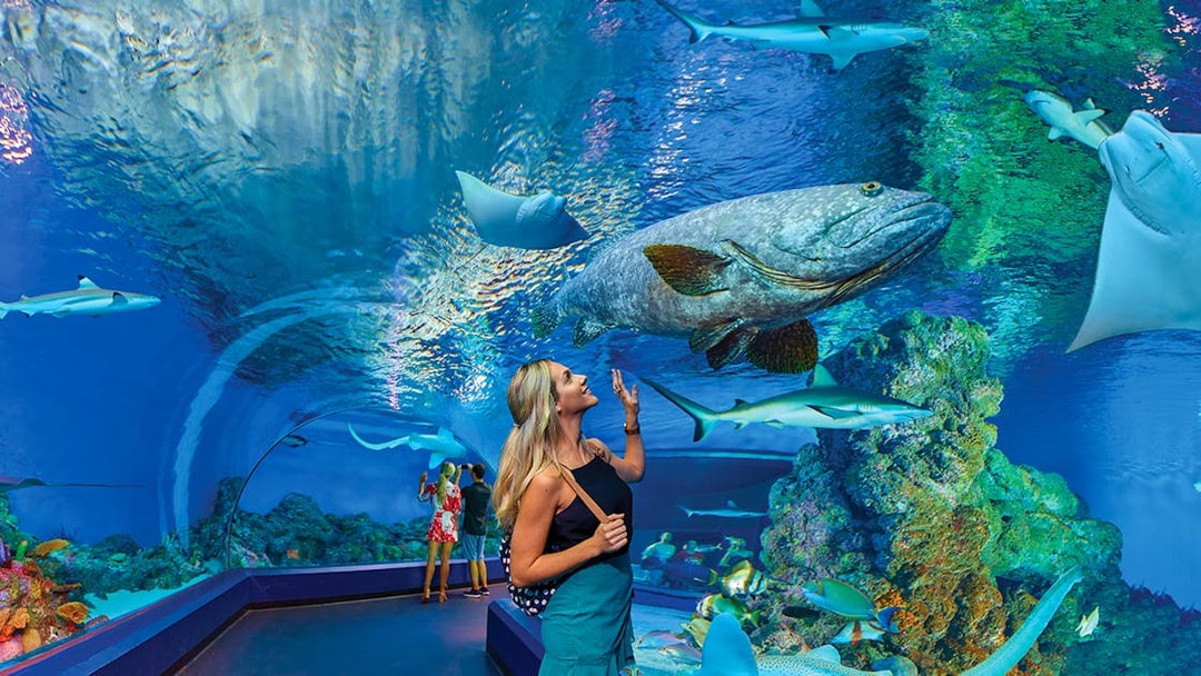 Visitors exploring underwater tunnel at Cairns Aquarium with fish and sharks.