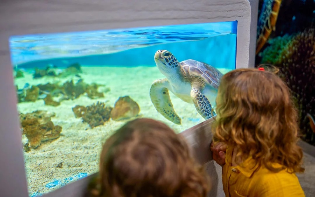 Cairns Aquarium General Admission Tickets with Turtle Hospital Tour Image 8
