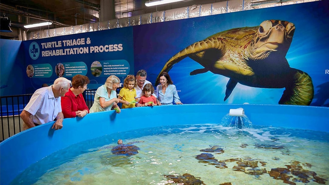 Visitors observing turtles at Cairns Aquarium Turtle Hospital tour.