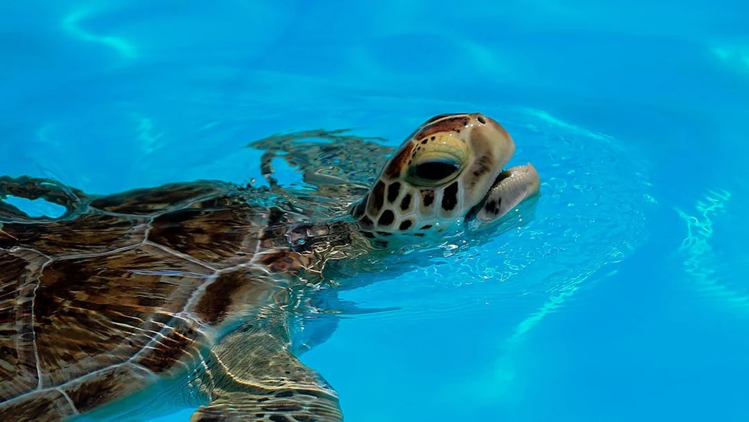 Sea turtle swimming in Cairns Aquarium Turtle Hospital pool.