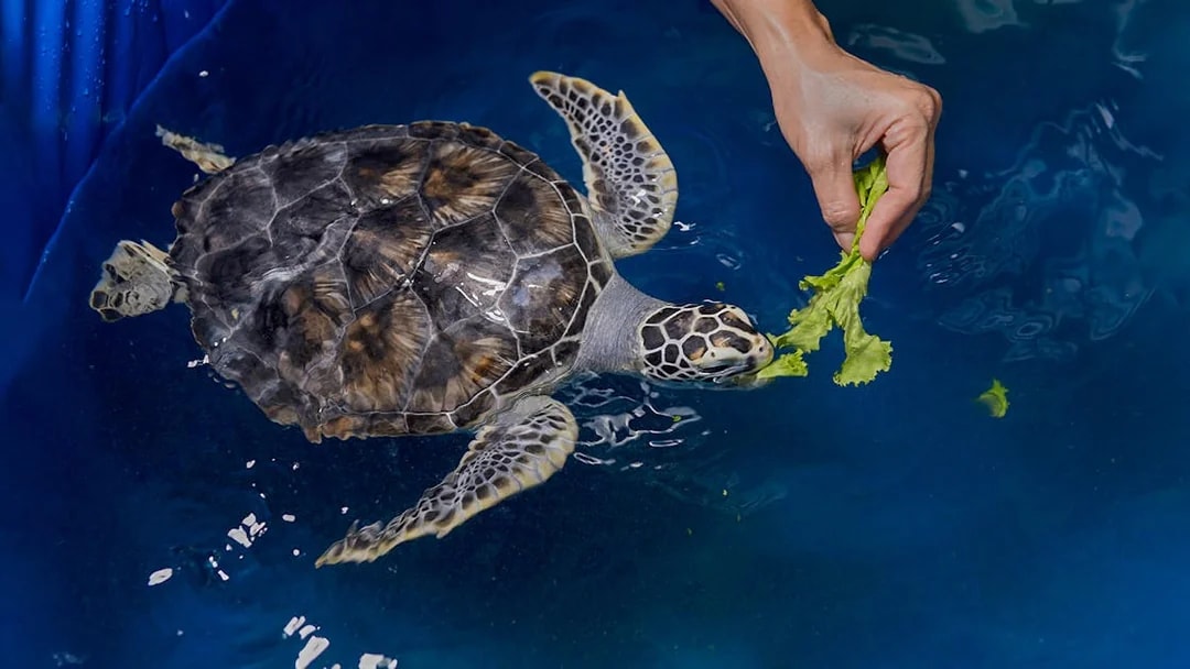 Turtle being fed lettuce in a pool at Cairns Hospital.
