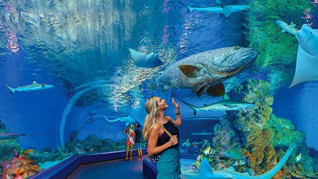 Visitors observing marine life in an underwater tunnel at Cairns Aquarium.