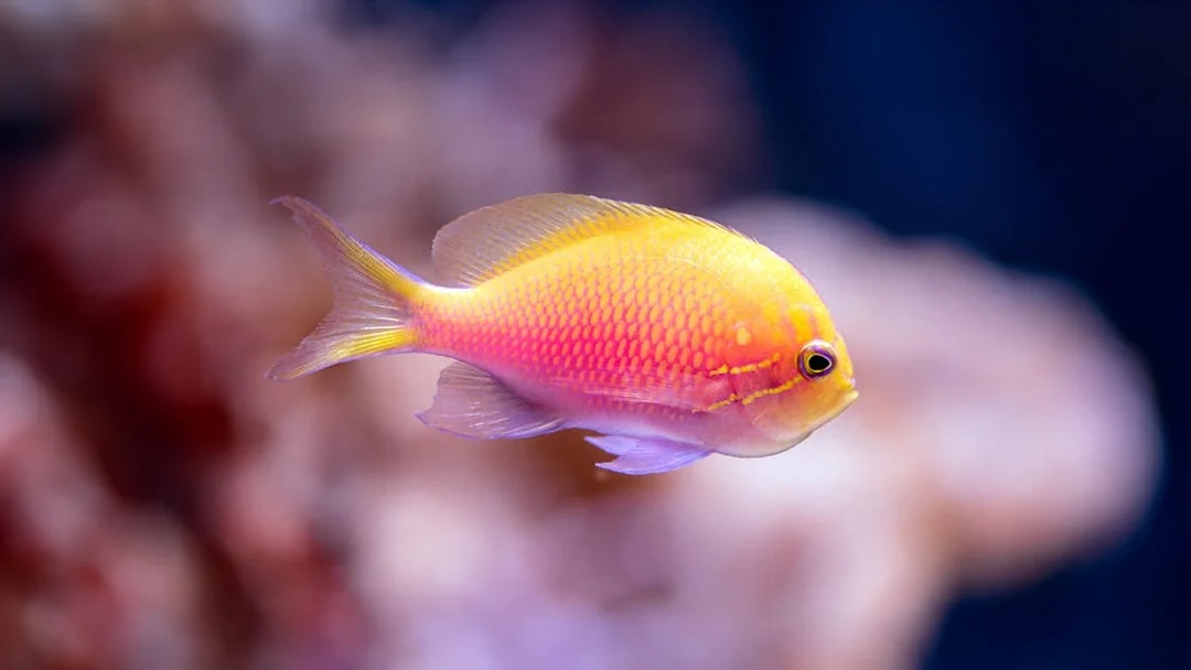 Colorful fish swimming in Cairns Aquarium exhibit.