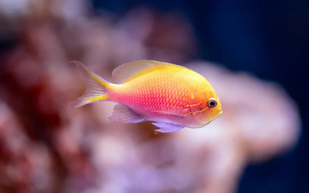 Cairns Aquarium Tickets Image 7