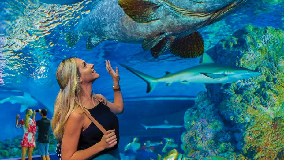 Visitors observing marine life at Cairns Aquarium, including a large fish and shark.