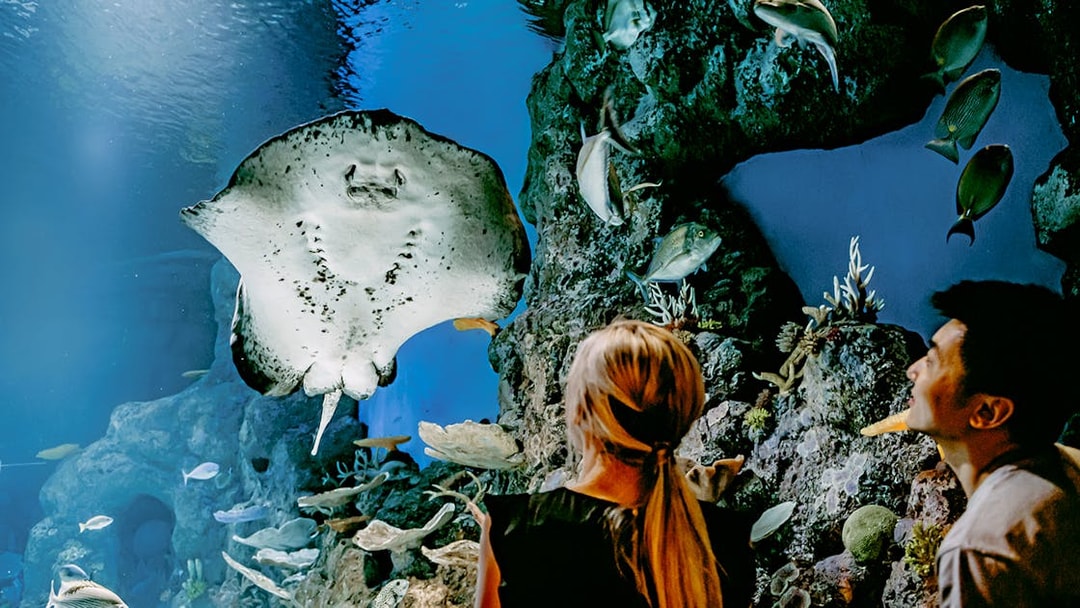Guest at Cairns Aquarium looking at a Stingray