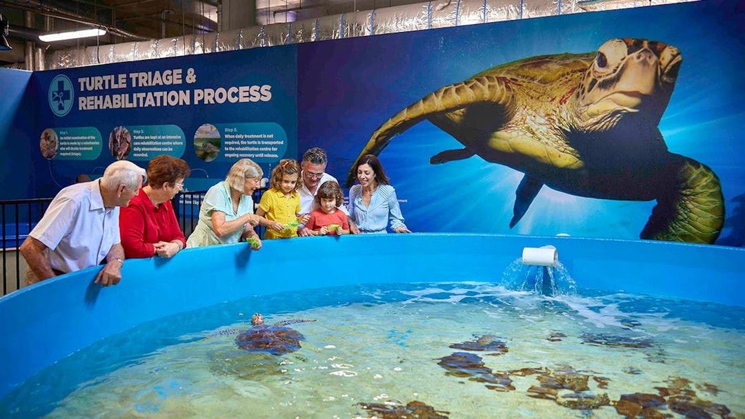 Guests at the Turtle hospital at Cairns Aquarium