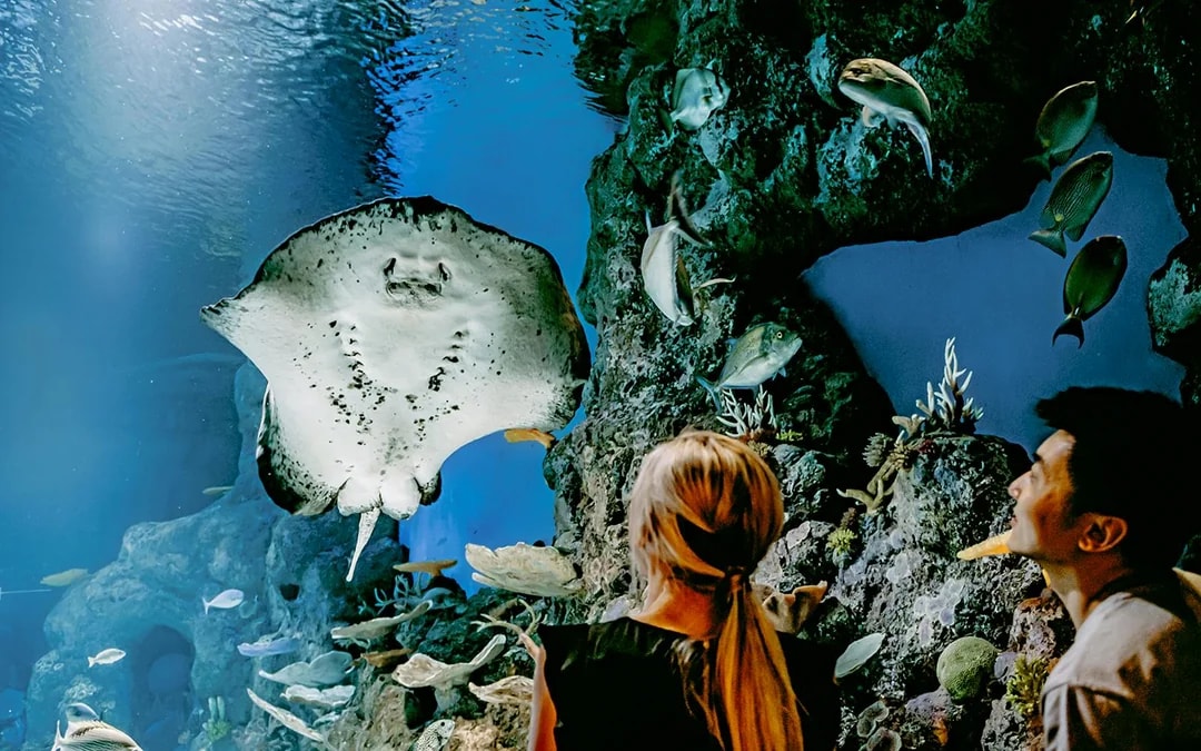 Cairns Aquarium Tickets Image 3