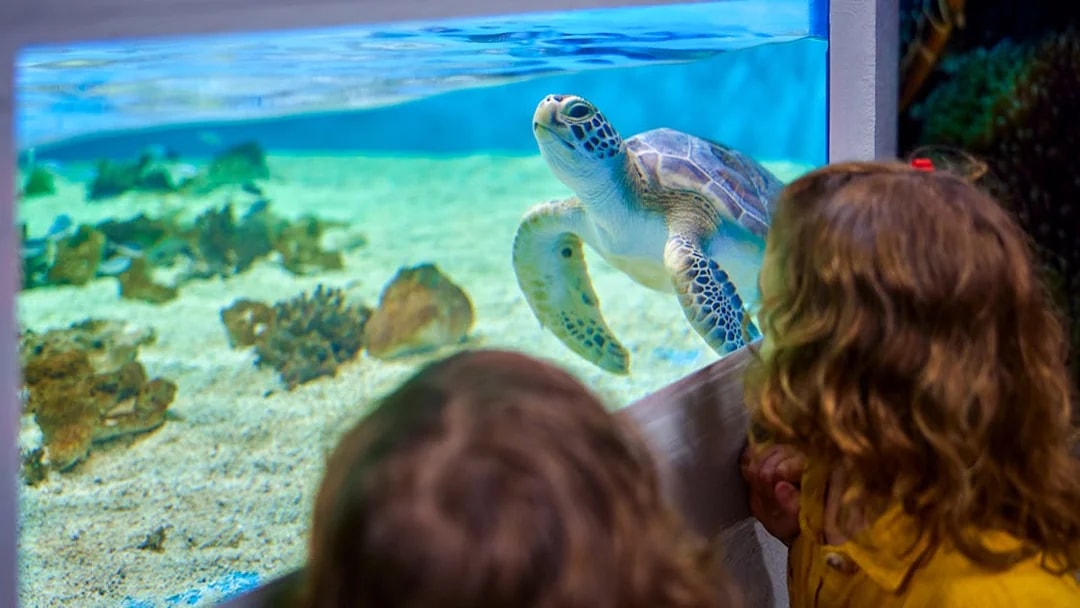 Children observing a sea turtle in an aquarium tank at Cairns Aquarium.