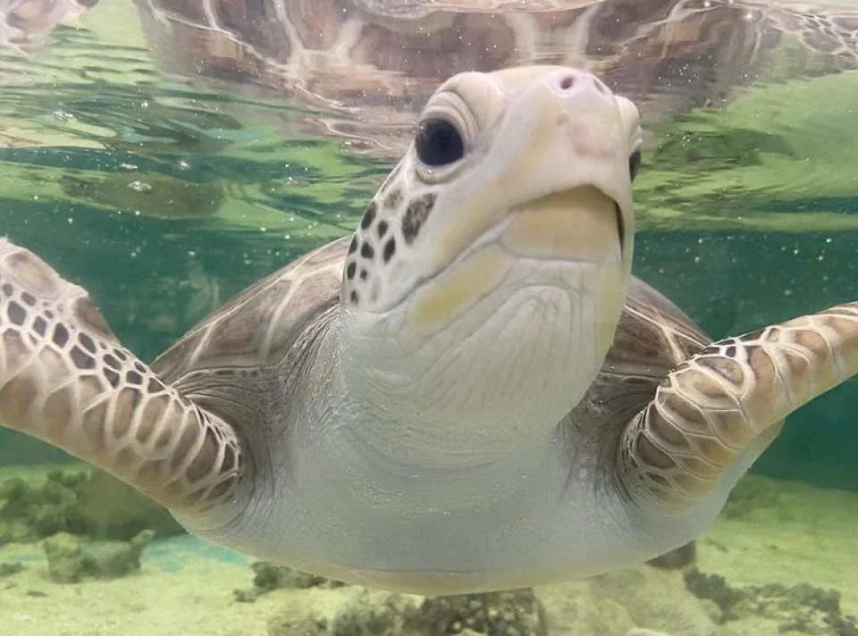 Cairns Aquarium Tickets | Queensland