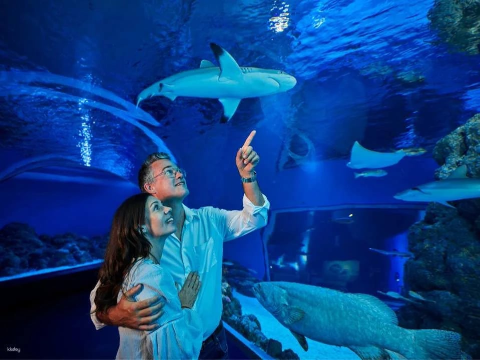 Cairns Aquarium Twilight Tour with Dinner Option | Queensland
