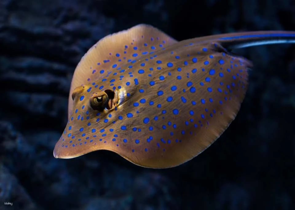 Cairns Aquarium Twilight Tour with Dinner Option | Queensland