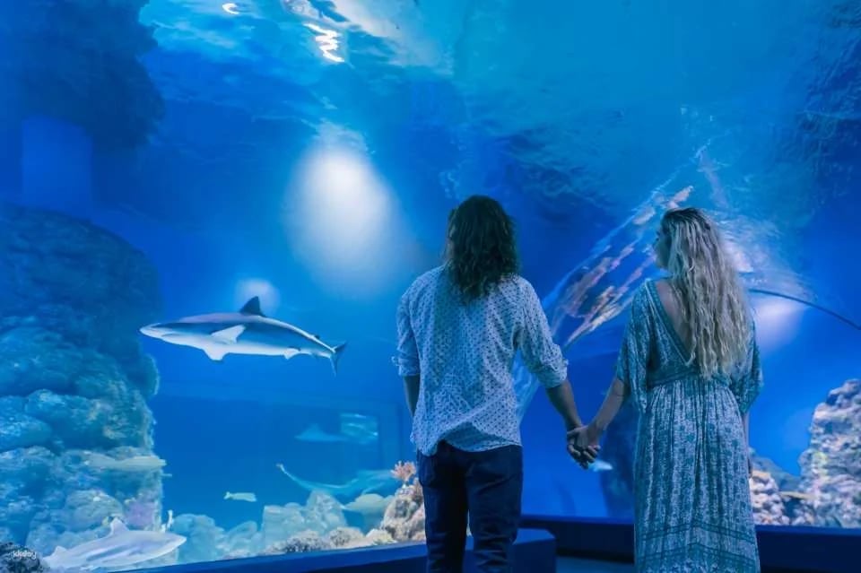 Cairns Aquarium Twilight Tour with Dinner Option | Queensland