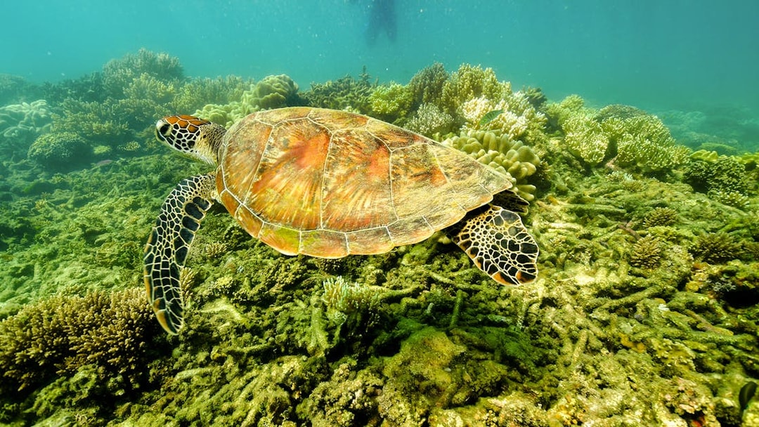 Sea turtle swimming over coral reef at Fitzroy Island.
