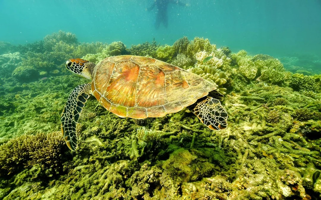 Cairns to Fitzroy Island Full Day Cruise with Activity Upgrades Image 8