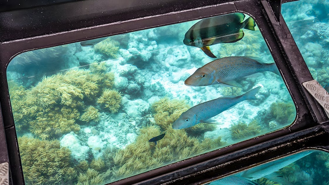 Glass bottom boat view of coral reef and fish near Green Island, Cairns.