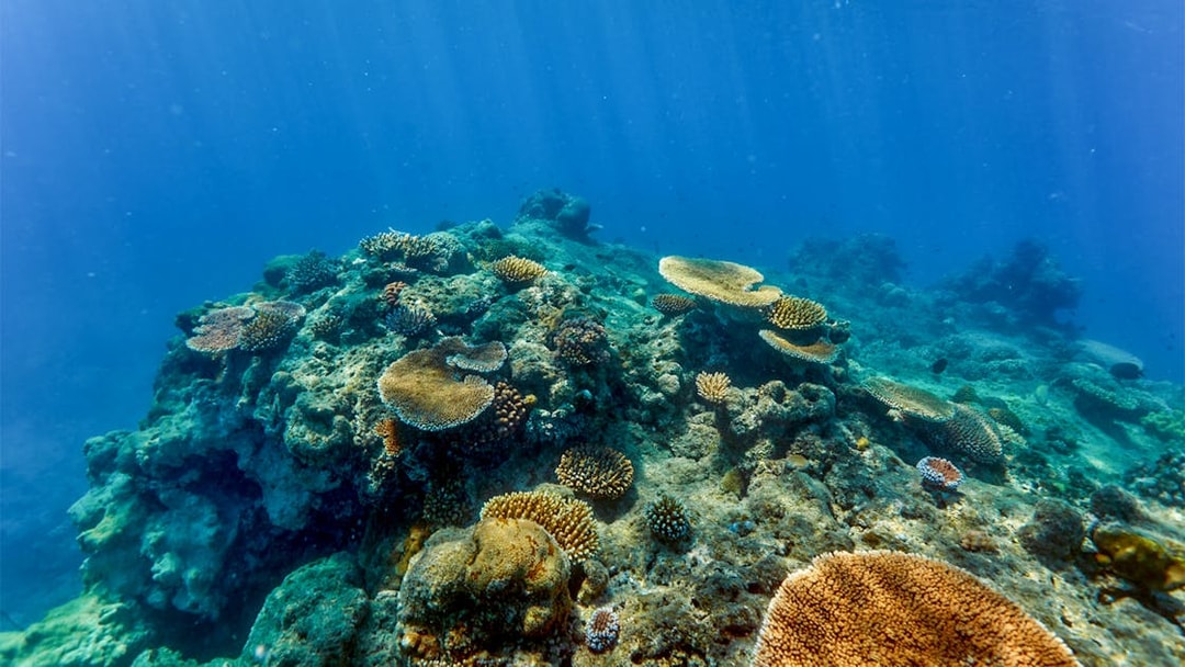Coral reef underwater view during Cairns to Green Island cruise, showcasing diverse marine life.