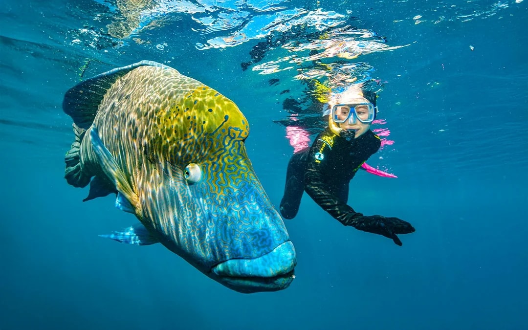 Cairns to Great Barrier Reef Snorkel Cruise with Pontoon Activities and Lunch by Reef Magic Image 11