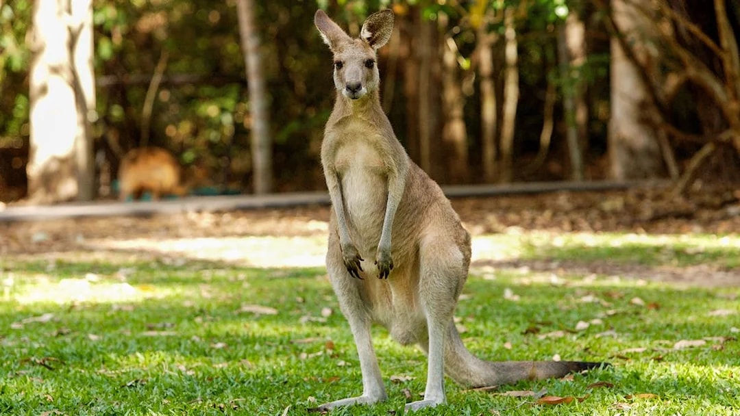 Kangaroo standing on grass at Hartleys Crocodile Adventures, Queensland.