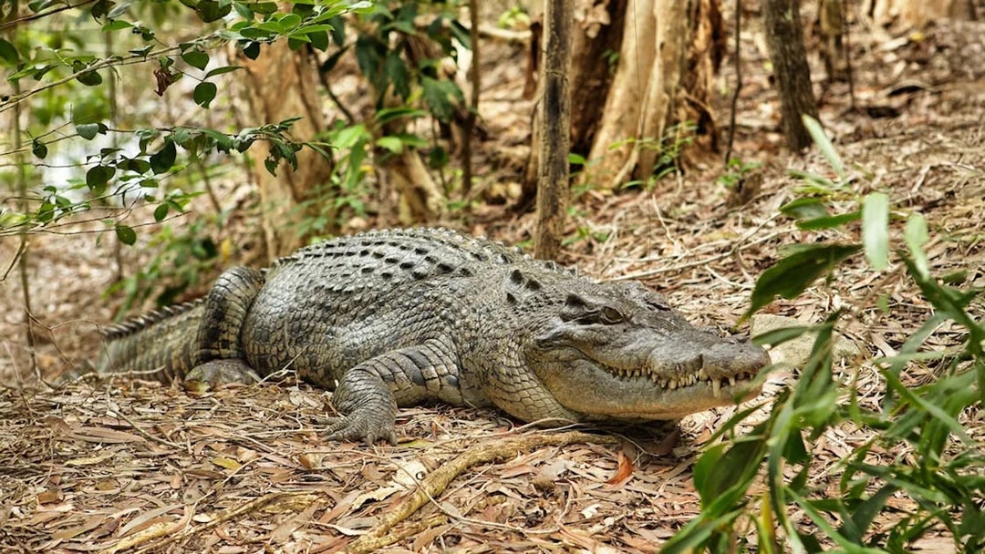 Crocodile resting on forest floor at Hartleys Crocodile Adventures, Cairns.