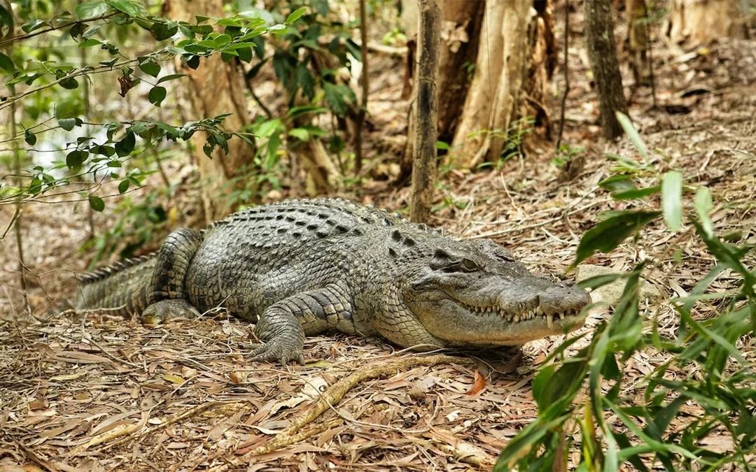 From Cairns: Scenic Train, Skyrail, & Hartley's Crocodile Adventures  Image 3