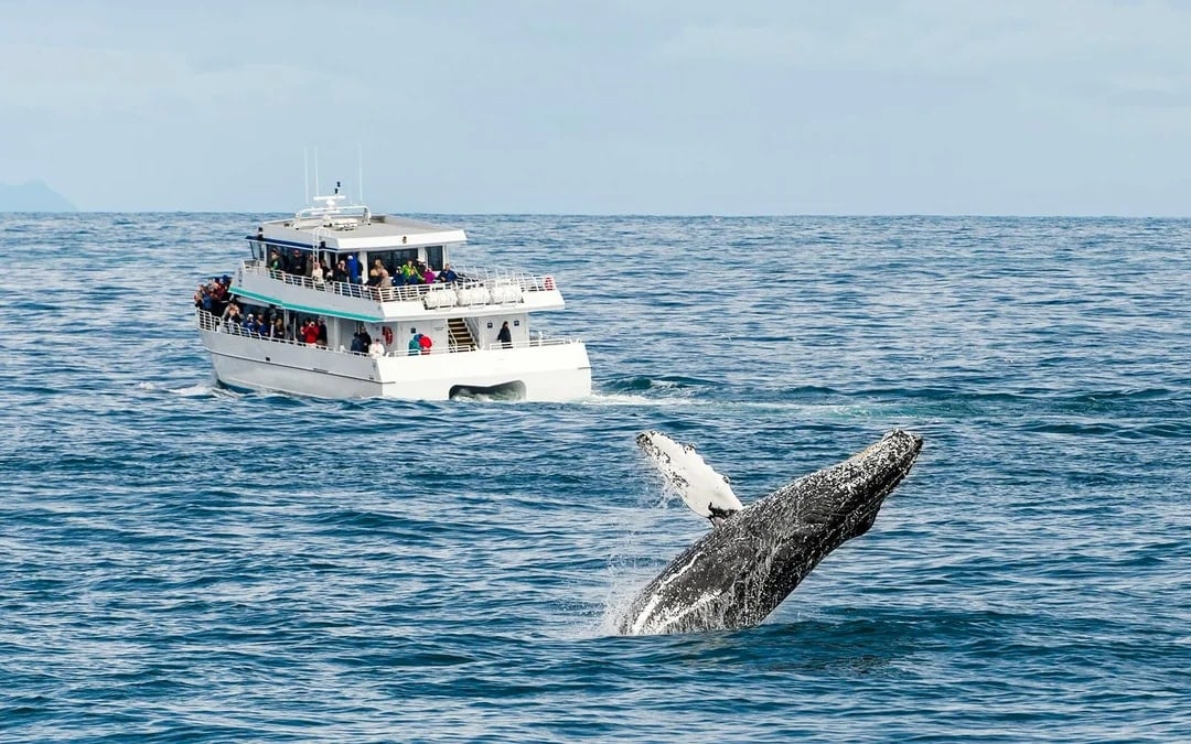 Cairns to Fitzroy Island: Guided Whale Watching Cruise + Island Free Time Image 1