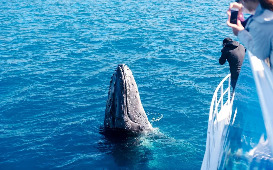 Cairns to Fitzroy Island: Guided Whale Watching Cruise + Island Free Time Image 4