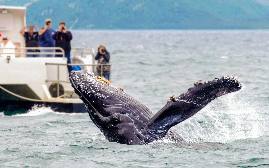 Cairns to Fitzroy Island: Guided Whale Watching Cruise + Island Free Time Image 6
