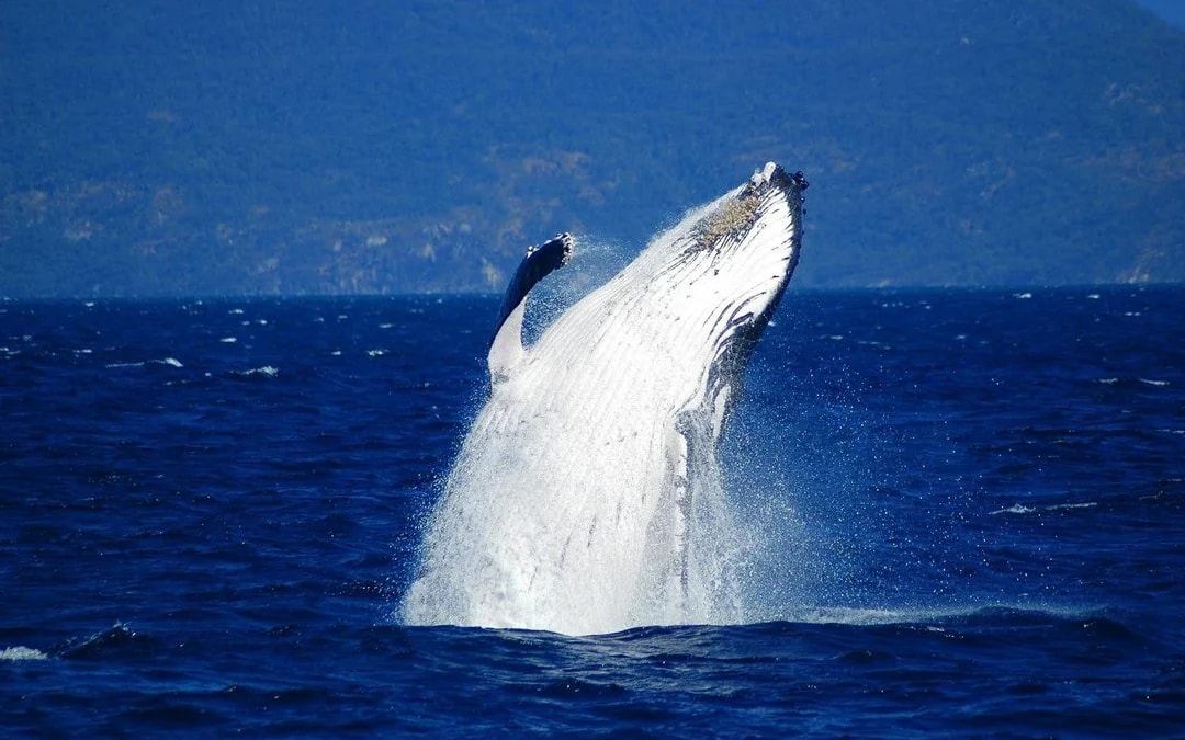 Cairns to Fitzroy Island: Guided Whale Watching Cruise + Island Free Time Image 7