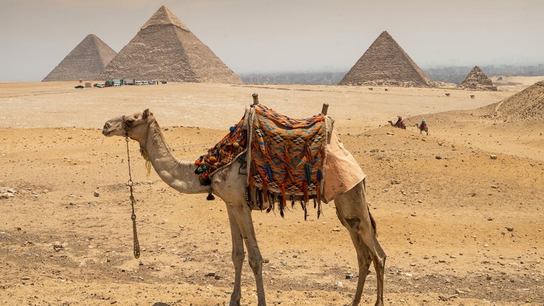 Camel in front of Pyramids of Giza on a guided tour in Egypt.